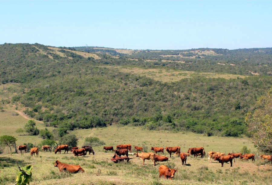 Commercial Property for Sale in Komga Rural Eastern Cape